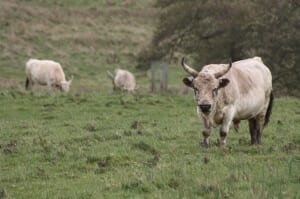 chillingham wild cattle