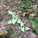 syngonium on forest floor