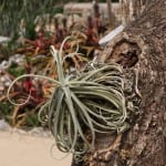 air plant on trunk