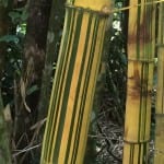 bamboo culm stripes