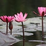 water lilies tropical