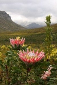 kogelberg fynbos and protea
