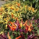 mixed chilli plant display
