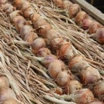 onions ripening