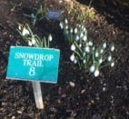 snowdrop trail markers