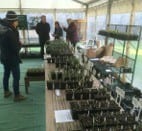 snowdrops on sale at chelsea physic