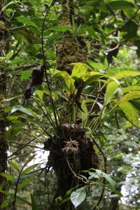 Epiphyte plant, orchid