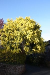 A yellow flowered Acacia tree