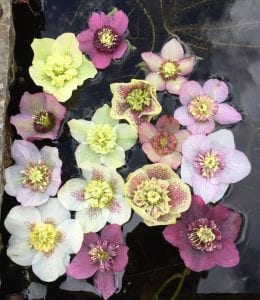 floating anemone centred hellebores 