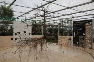 A tree in a marquee showing branches and roots