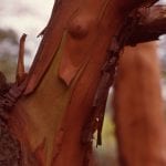copper coloured bark of the Madrone Arbutus