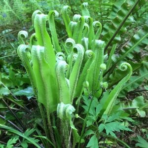 Choosing Hardy Garden Ferns, Asplenium, harts tongue fern