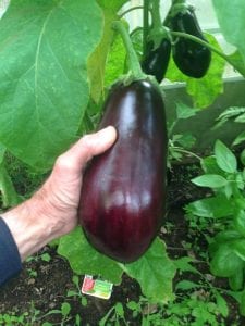 The benefit of grafted plants, aubergine, egg plant