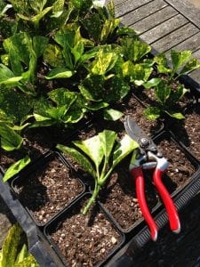 softwood cuttings, pots and secateurs
