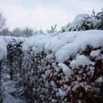 A beech hedge covered in snow