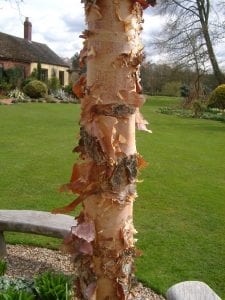 Shaggy river birch bark, colourful winter bark