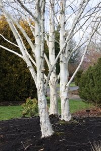 Three white stemmed birch trees in a garden