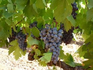 black grapes on a grapevine