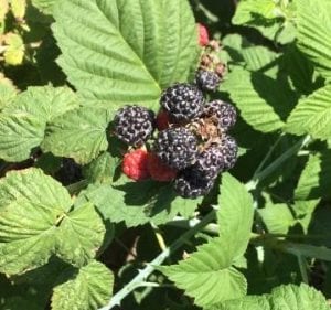 Black Beauty raspberries