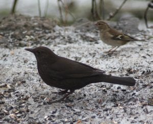blackbird and chaffinch on the ground