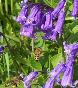 honey bee and bluebells