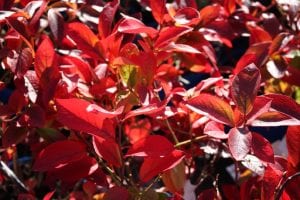 red leaves, blueberry in autumn