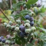 fresh blueberries ripening