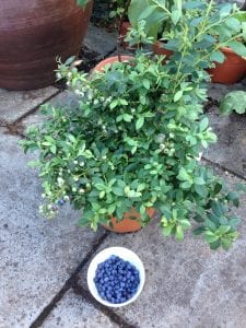 pot grown blueberry bush with a bowl of fruit
