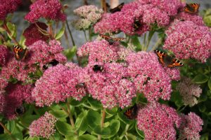 garden butterflies on Sedum, Ice plant, bees, 