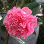 Camellia x williamsii Debbie,
