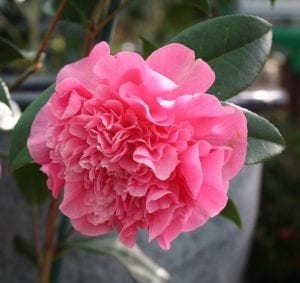 Camellia x williamsii Debbie,