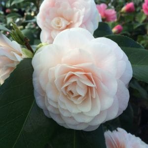 soft pink camellia Ave Maria Camellia