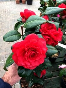 Red Camellia flower, Growing Camellia plants