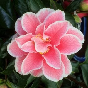 pink camellia japonica flower, Growing Camellia plants