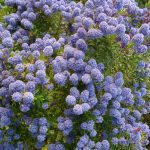 Ceanothus, blue bush, Californian lilac