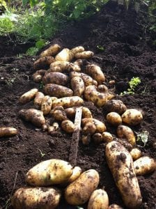 a row of freshly harvested potato tubers in a garden