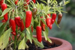 Chilli Apache in a pot, sow chillies and peppers
