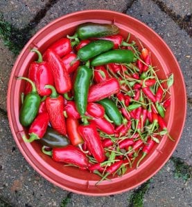 Chillies drying in a tray
