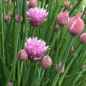 chive flowers, herbs