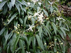 Clematis, Clematis armandii, evergreen climbing plant