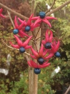 berries, clerodendron