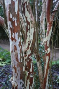 Clethra tree bark
