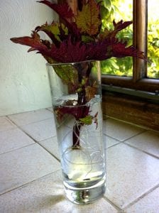 softwwod cuttings in a glass of water