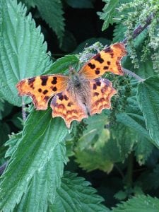 Comma, nettle,, gardening for butterflies and moths