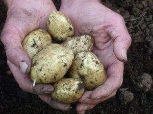 a handful of potatoes