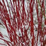 colourful cornus stems in snow