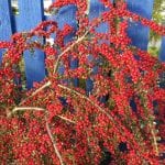red berries, cotoneaster horizontalis