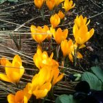 crocus, crocuses, spring bulb, yellow flowers