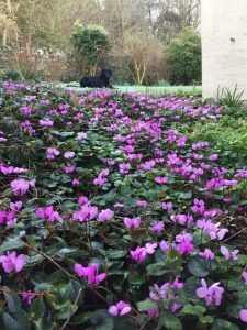 Succeed with Cyclamen, coum
