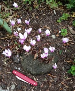 Succeed with Cyclamen, hederifolium, corm, pocket knife